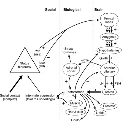 Diagram, Brain and society